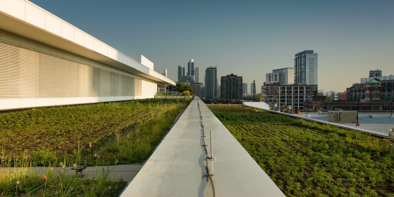 McCormick Place Rooftop Garden Growing Strong